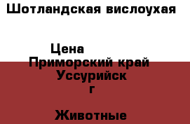 Шотландская вислоухая › Цена ­ 4 000 - Приморский край, Уссурийск г. Животные и растения » Кошки   . Приморский край,Уссурийск г.